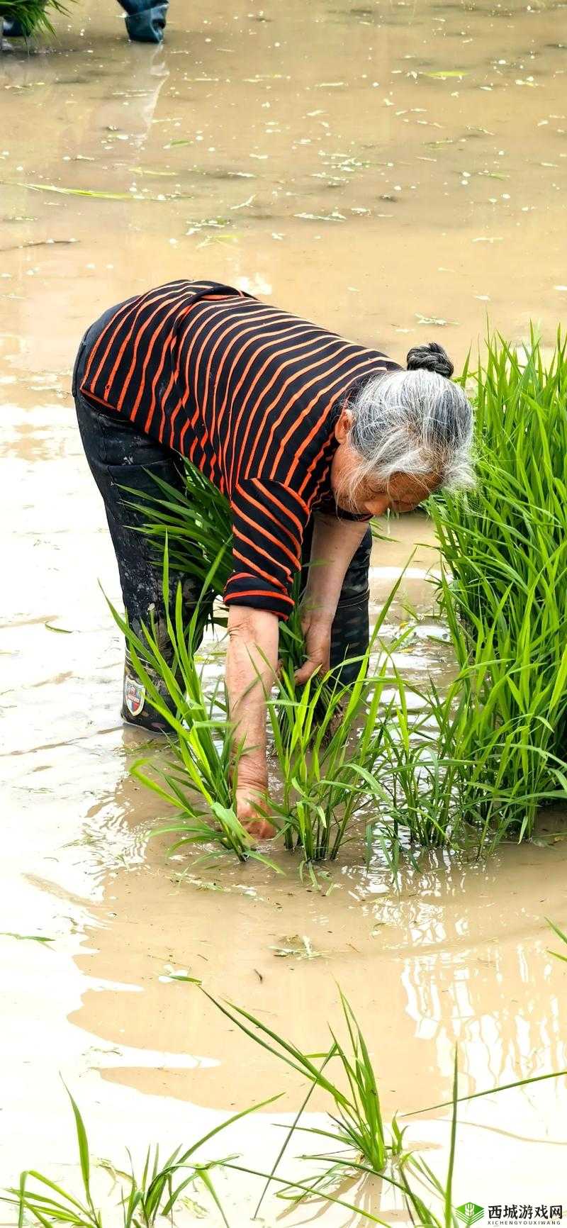 情侣的 30 种插秧法相关图片视频无法观看引发热议