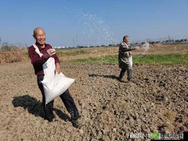 韩国朋友家的麦子是如何种植的：深耕、选种、播种、施肥、灌溉、收割