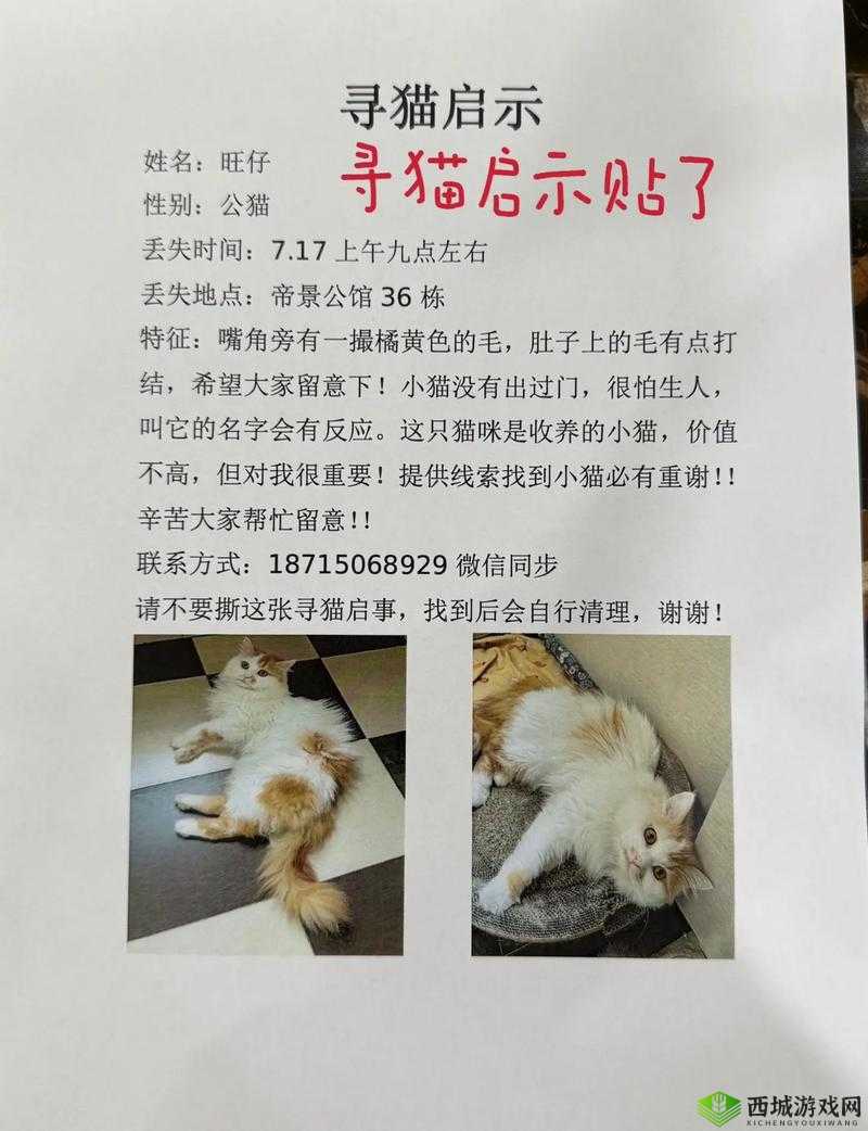 猫咪找不到了怎么办：主人焦急万分四处寻找