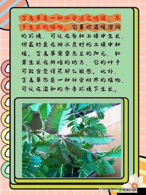 含羞草品种盘点：含羞草四大品种之详细解析及特点介绍