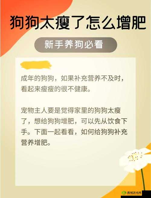 狗狗猛涨精肉狗大壮增肥增食欲，科学喂养秘籍大放送