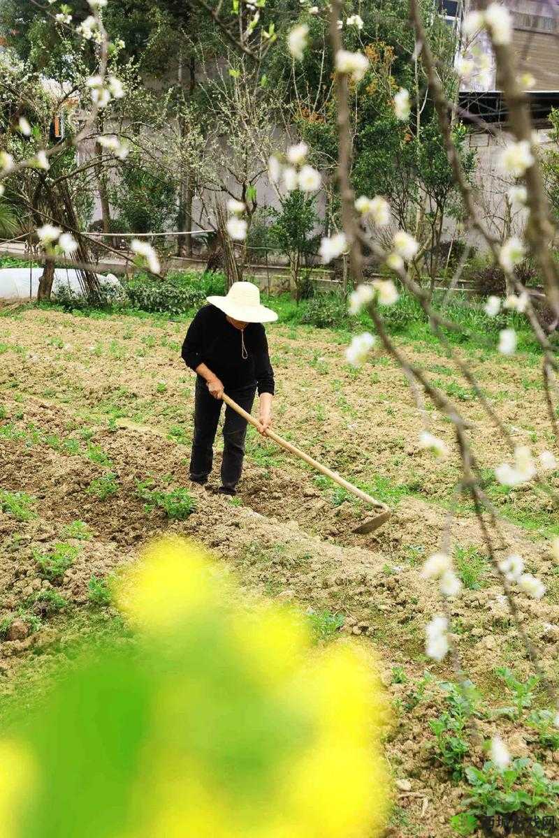 耕种姨妈肥沃的土地：一段独特的田园耕耘之旅