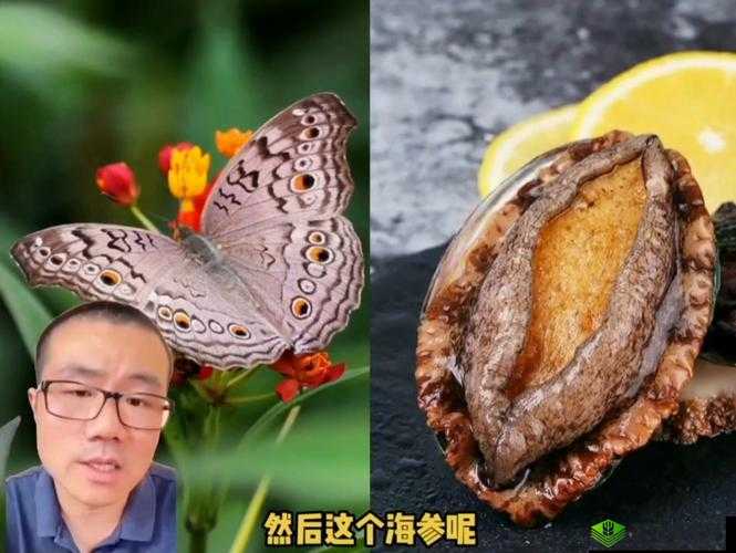 鲍鱼一线天蝴蝶馒头：探秘其独特的形状与魅力